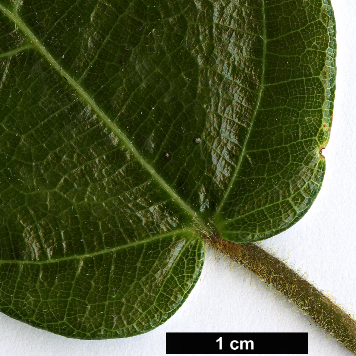 High resolution image: Family: Moraceae - Genus: Ficus - Taxon: sarmentosa - SpeciesSub: var. henryi